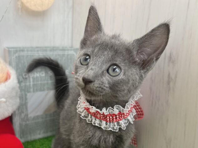 香川県のロシアンブルー (ワンキャラット アミーゴ高松店/2025年10月1日生まれ/女の子/ブルー)の子猫の1枚目の画像