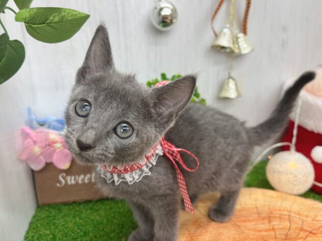 香川県のロシアンブルー (ワンキャラット アミーゴ高松店/2025年10月1日生まれ/女の子/ブルー)の子猫の2枚目の画像