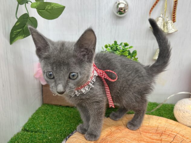 香川県のロシアンブルー (ワンキャラット アミーゴ高松店/2025年10月1日生まれ/女の子/ブルー)の子猫の3枚目の画像