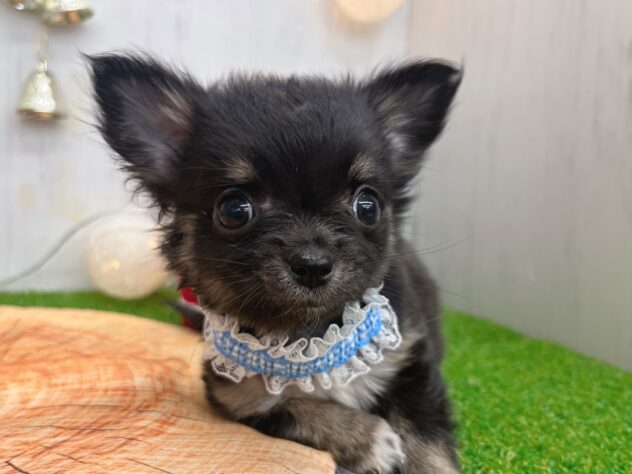 香川県のチワワ(ロング) (ワンキャラット アミーゴ高松店/2025年10月8日生まれ/男の子/ブラックタン)の子犬の1枚目の画像