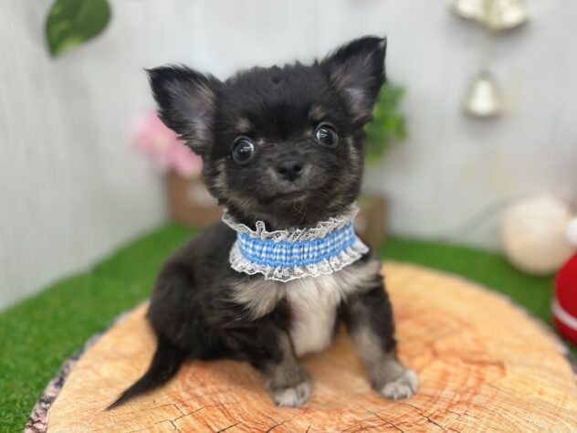 香川県のチワワ(ロング) (ワンキャラット アミーゴ高松店/2025年10月8日生まれ/男の子/ブラックタン)の子犬の3枚目の画像