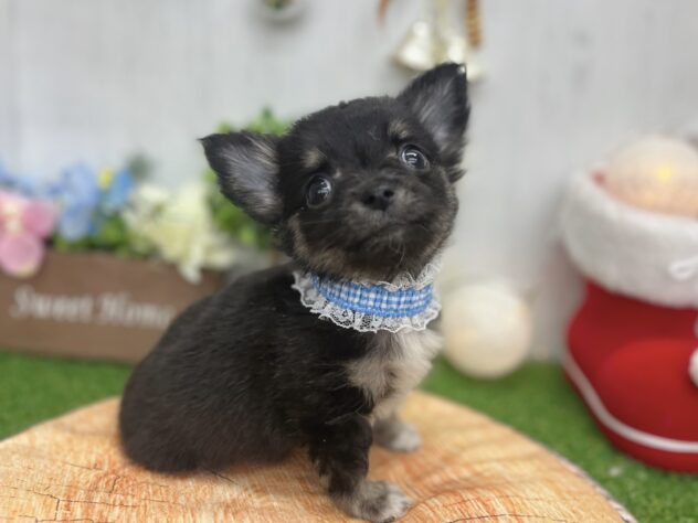 香川県のチワワ(ロング) (ワンキャラット アミーゴ高松店/2025年10月8日生まれ/男の子/ブラックタン)の子犬の2枚目の画像