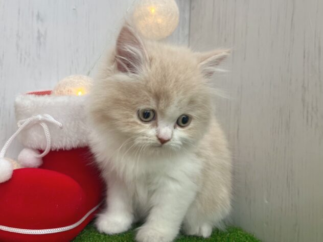 香川県のスコティッシュフォールド (ワンキャラット アミーゴ高松店/2025年10月15日生まれ/女の子/クリームタビーホワイト)の子猫の3枚目の画像