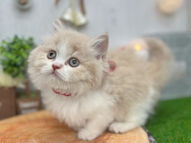 香川県のスコティッシュフォールド (ワンキャラット アミーゴ高松店/2025年10月15日生まれ/女の子/クリームタビーホワイト)の子猫の2枚目の画像