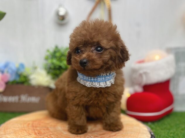 香川県のトイプードル(トイ) (ワンキャラット アミーゴ高松店/2025年10月14日生まれ/男の子/レッドフォーン)の子犬の2枚目の画像