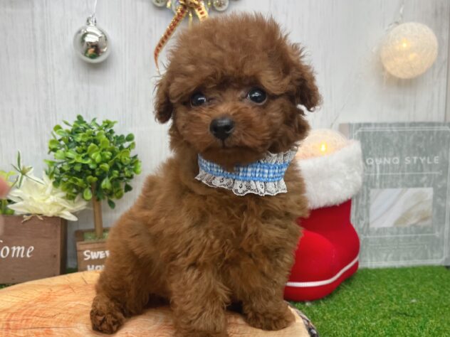 香川県のトイプードル(トイ) (ワンキャラット アミーゴ高松店/2025年10月14日生まれ/男の子/レッドフォーン)の子犬の3枚目の画像