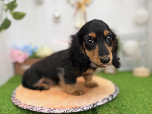 香川県のミニチュアダックスフンド(ロング) (ワンキャラット アミーゴ高松店/2025年9月25日生まれ/男の子/ブラックタン)の子犬の2枚目の画像