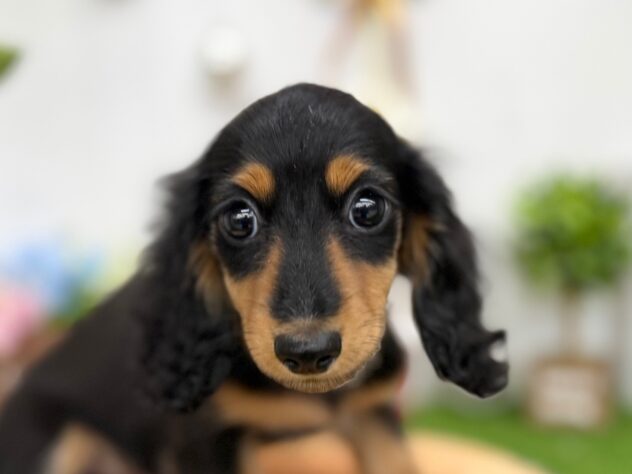 香川県のミニチュアダックスフンド(ロング) (ワンキャラット アミーゴ高松店/2025年9月25日生まれ/男の子/ブラックタン)の子犬の1枚目の画像