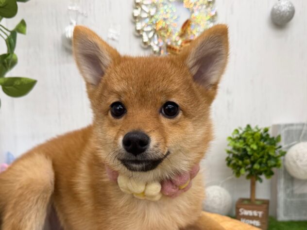 香川県のハーフ犬・ミックス犬 (ワンキャラット アミーゴ高松店/2025年7月25日生まれ/男の子/赤)の子犬