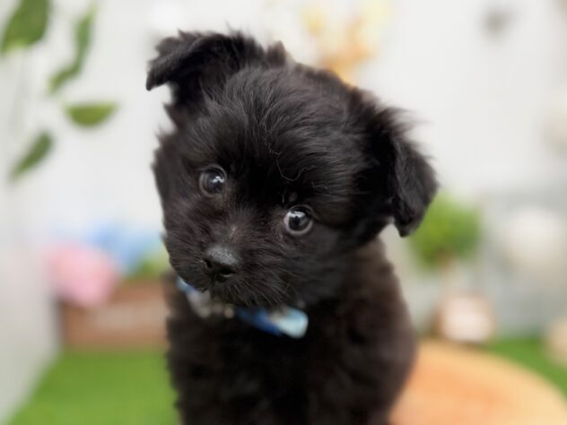 香川県のハーフ犬・ミックス犬 (ワンキャラット アミーゴ高松店/2025年10月24日生まれ/男の子/ブラック)の子犬