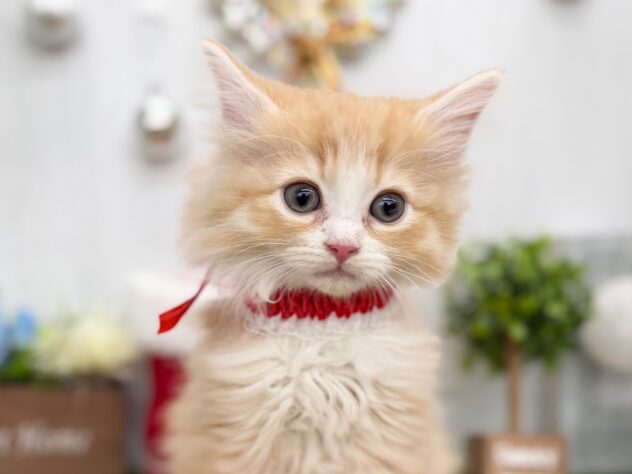 香川県のミヌエット (ワンキャラット アミーゴ高松店/2025年10月19日生まれ/女の子/レッドタビーホワイト)の子猫の1枚目の画像