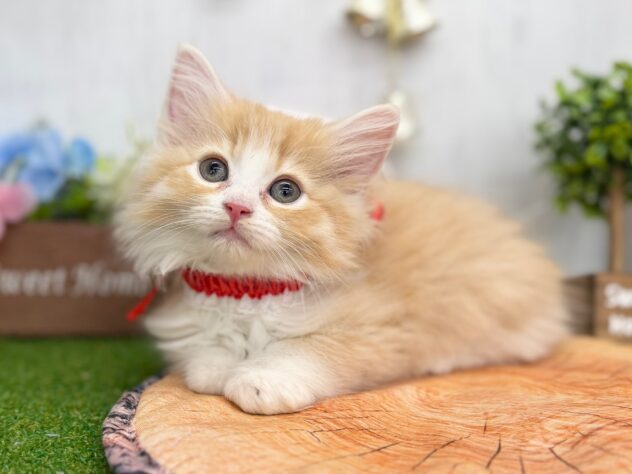 香川県のミヌエット (ワンキャラット アミーゴ高松店/2025年10月19日生まれ/女の子/レッドタビーホワイト)の子猫の2枚目の画像