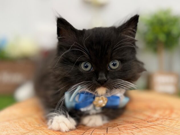 香川県のラガマフィン (ワンキャラット アミーゴ高松店/2025年10月19日生まれ/男の子/ブラックホワイト)の子猫の1枚目の画像