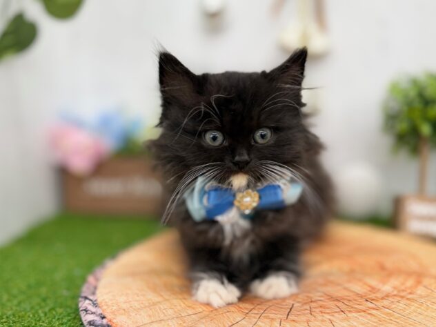 香川県のラガマフィン (ワンキャラット アミーゴ高松店/2025年10月19日生まれ/男の子/ブラックホワイト)の子猫の2枚目の画像