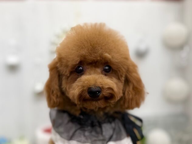 香川県のトイプードル(トイ) (ワンキャラット アミーゴ高松店/2025年7月10日生まれ/男の子/レッド)の子犬の1枚目の画像