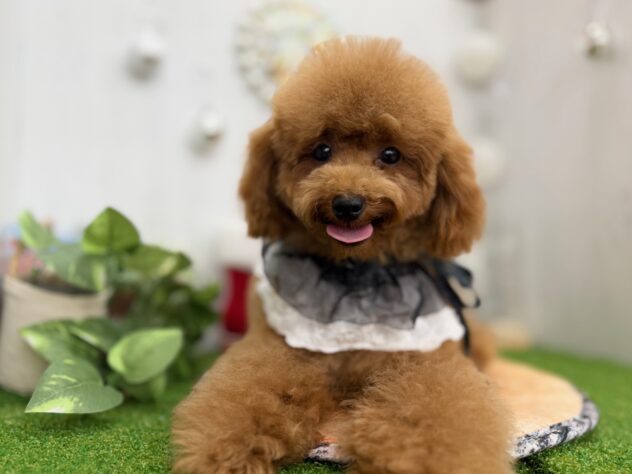 香川県のトイプードル(トイ) (ワンキャラット アミーゴ高松店/2025年7月10日生まれ/男の子/レッド)の子犬の2枚目の画像