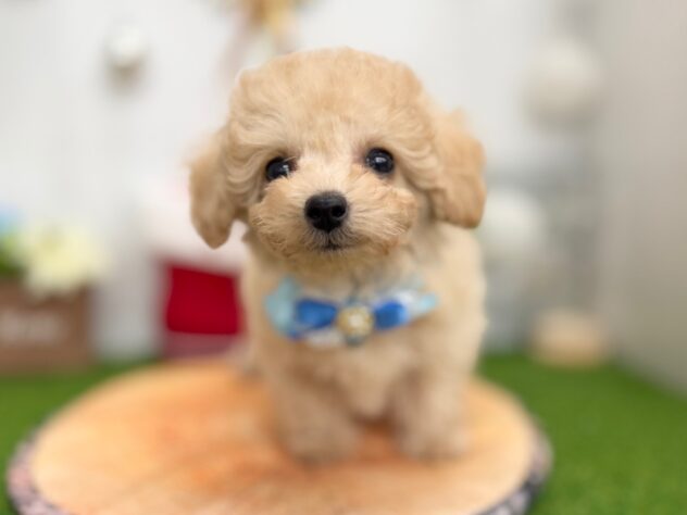 香川県のトイプードル(トイ) (ワンキャラット アミーゴ高松店/2025年10月20日生まれ/男の子/ペールフォーン)の子犬