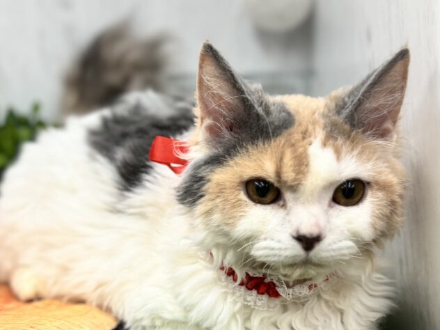 香川県のセルカークレックス (ワンキャラット アミーゴ高松店/2025年7月6日生まれ/女の子/ダイリュートキャリコ)の子猫の1枚目の画像