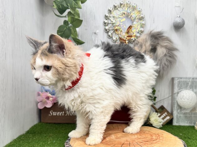 香川県のセルカークレックス (ワンキャラット アミーゴ高松店/2025年7月6日生まれ/女の子/ダイリュートキャリコ)の子猫の2枚目の画像