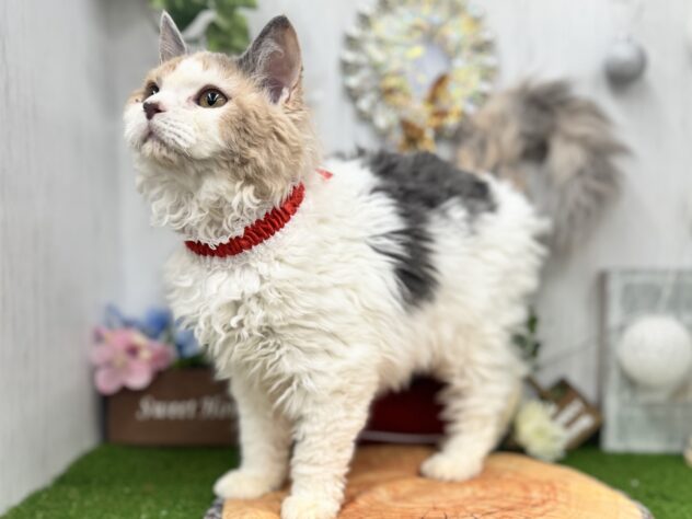 香川県のセルカークレックス (ワンキャラット アミーゴ高松店/2025年7月6日生まれ/女の子/ダイリュートキャリコ)の子猫の3枚目の画像