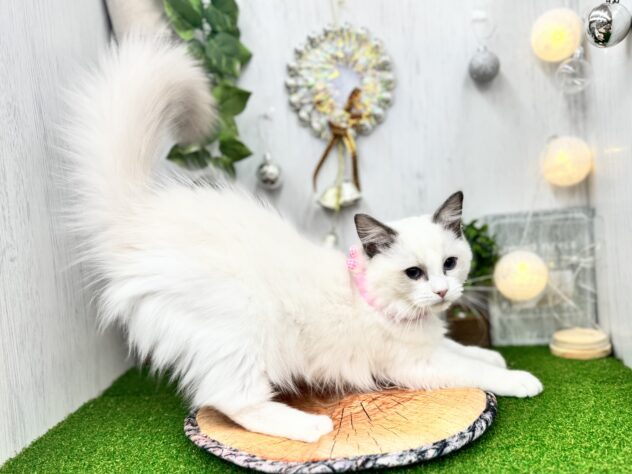 香川県のラグドール (ワンキャラット アミーゴ高松店/2025年8月16日生まれ/女の子/ブルーポイントバイカラー)の子猫の3枚目の画像