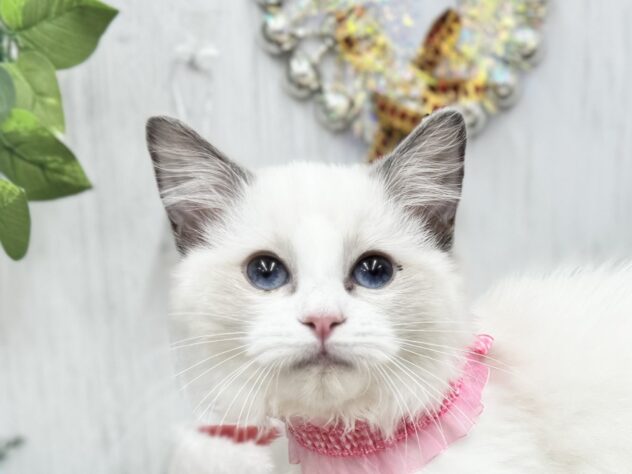 香川県のラグドール (ワンキャラット アミーゴ高松店/2025年8月16日生まれ/女の子/ブルーポイントバイカラー)の子猫の1枚目の画像