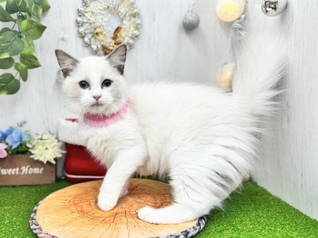 香川県のラグドール (ワンキャラット アミーゴ高松店/2025年8月16日生まれ/女の子/ブルーポイントバイカラー)の子猫の2枚目の画像