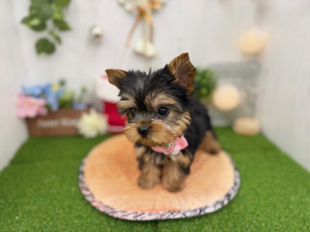 香川県のヨークシャーテリア (ワンキャラット アミーゴ高松店/2025年10月22日生まれ/女の子/スチールブルータン)の子犬の3枚目の画像