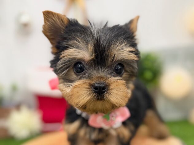 香川県のヨークシャーテリア (ワンキャラット アミーゴ高松店/2025年10月22日生まれ/女の子/スチールブルータン)の子犬の1枚目の画像