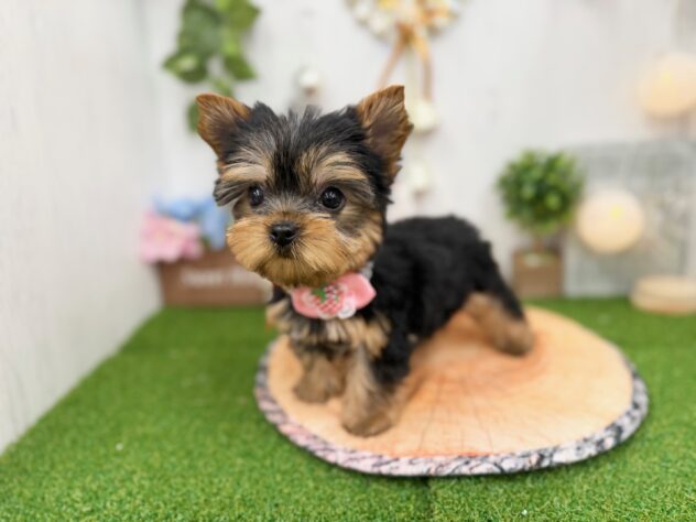 香川県のヨークシャーテリア (ワンキャラット アミーゴ高松店/2025年10月22日生まれ/女の子/スチールブルータン)の子犬の2枚目の画像