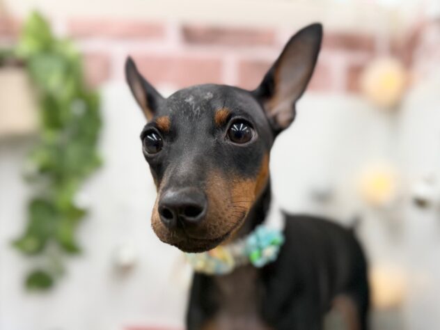 香川県のミニチュアピンシャー (ワンキャラット アミーゴ高松店/2025年6月4日生まれ/男の子/ブラックタン)の子犬の1枚目の画像