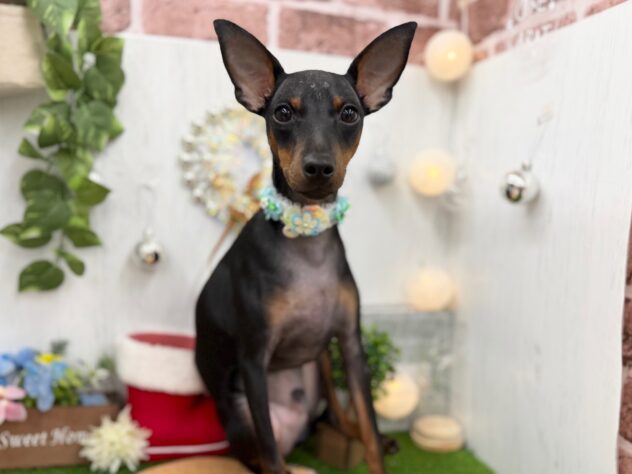 香川県のミニチュアピンシャー (ワンキャラット アミーゴ高松店/2025年6月4日生まれ/男の子/ブラックタン)の子犬の2枚目の画像