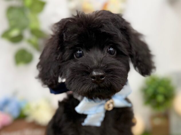 香川県のハーフ犬・ミックス犬 (ワンキャラット アミーゴ高松店/2025年10月1日生まれ/男の子/ブラック)の子犬の1枚目の画像