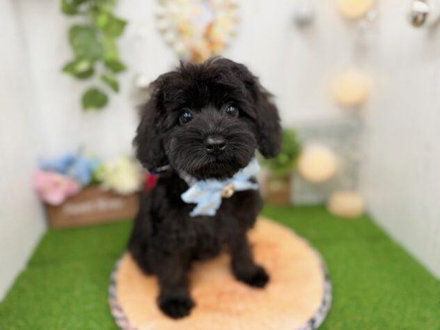 香川県のハーフ犬・ミックス犬 (ワンキャラット アミーゴ高松店/2025年10月1日生まれ/男の子/ブラック)の子犬の2枚目の画像