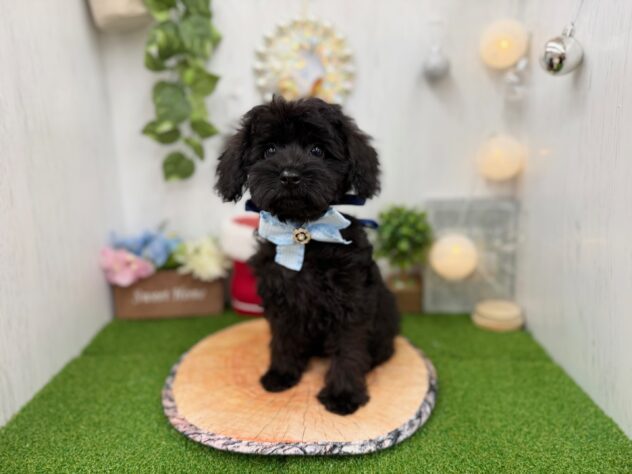 香川県のハーフ犬・ミックス犬 (ワンキャラット アミーゴ高松店/2025年10月1日生まれ/男の子/ブラック)の子犬の3枚目の画像