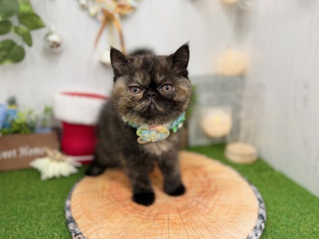 香川県のエキゾチックショートヘアー (ワンキャラット アミーゴ高松店/2025年10月16日生まれ/女の子/トーティー)の子猫の3枚目の画像