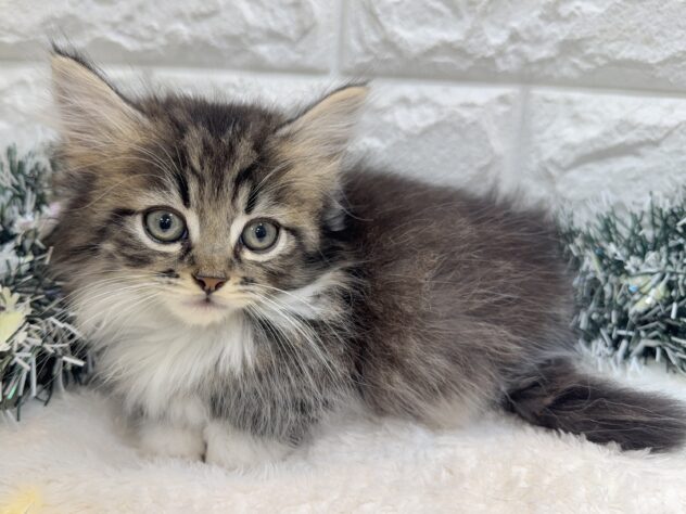 兵庫県のミヌエット (ワンキャラット アミーゴ姫路飾磨店/2025年10月19日生まれ/男の子/ブラウンタビーホワイト)の子猫の4枚目の画像