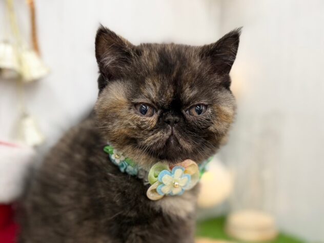 香川県のエキゾチックショートヘアー (ワンキャラット アミーゴ高松店/2025年10月16日生まれ/女の子/トーティー)の子猫の1枚目の画像