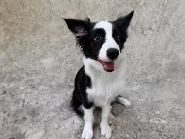 香川県のボーダーコリー (ワンキャラット アミーゴ高松店/2025年7月8日生まれ/男の子/ブラックホワイト)の子犬の2枚目の画像