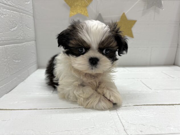 宮城県のシーズー (アミーゴ仙台富沢店/2025年10月14日生まれ/女の子/ホワイトゴールド)の子犬