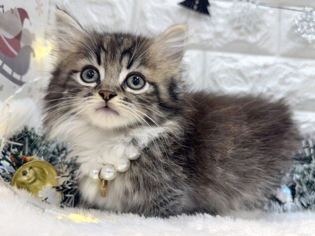 兵庫県のミヌエット (ワンキャラット アミーゴ姫路飾磨店/2025年10月19日生まれ/男の子/ブラウンタビーホワイト)の子猫の3枚目の画像