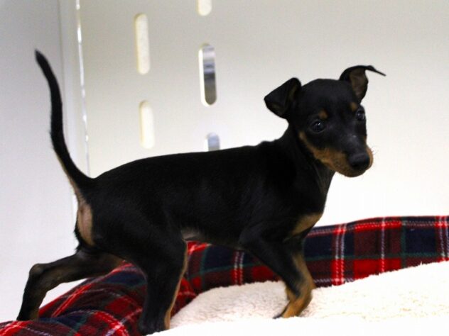 兵庫県のトイマンチェスターテリア (ペット・プラザ アミーゴ神戸灘店/2025年9月21日生まれ/男の子/ブラックタン)の子犬の1枚目の画像