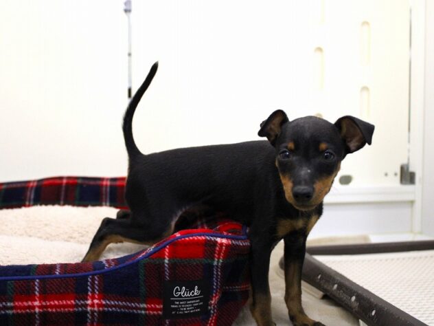 兵庫県のトイマンチェスターテリア (ペット・プラザ アミーゴ神戸灘店/2025年9月21日生まれ/男の子/ブラックタン)の子犬の2枚目の画像