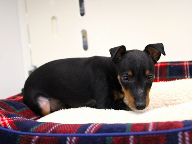 兵庫県のトイマンチェスターテリア (ペット・プラザ アミーゴ神戸灘店/2025年9月21日生まれ/男の子/ブラックタン)の子犬の3枚目の画像