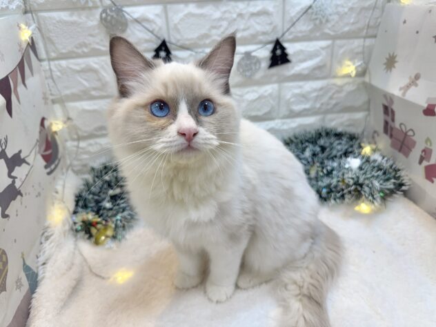 兵庫県のラグドール (ワンキャラット アミーゴ姫路飾磨店/2025年6月23日生まれ/男の子/ブルーポイントバイカラー)の子猫の2枚目の画像