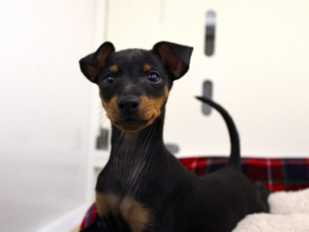 兵庫県のトイマンチェスターテリア (ペット・プラザ アミーゴ神戸灘店/2025年9月21日生まれ/男の子/ブラックタン)の子犬の4枚目の画像