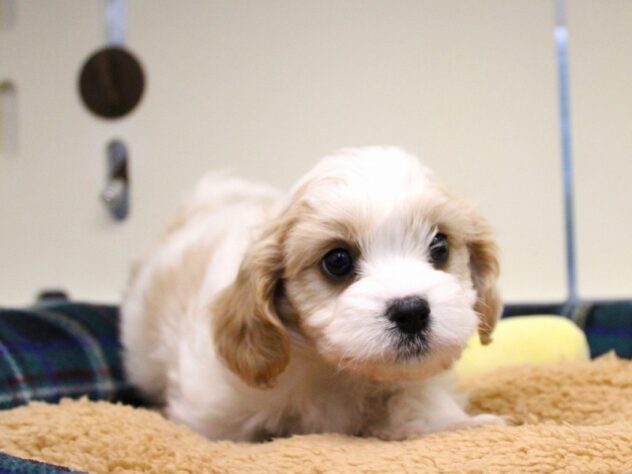 兵庫県のハーフ犬・ミックス犬 (ペット・プラザ アミーゴ神戸灘店/2025年10月5日生まれ/男の子/ブレンハイム)の子犬の1枚目の画像