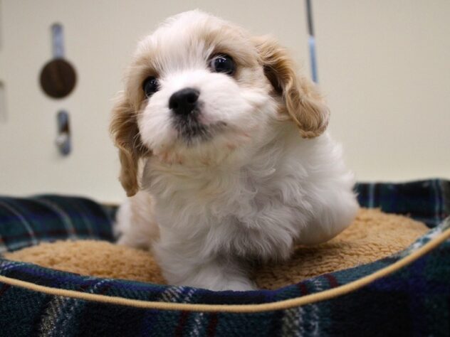 兵庫県のハーフ犬・ミックス犬 (ペット・プラザ アミーゴ神戸灘店/2025年10月5日生まれ/男の子/ブレンハイム)の子犬の2枚目の画像