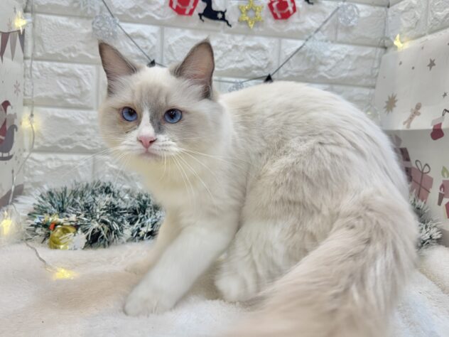 兵庫県のラグドール (ワンキャラット アミーゴ姫路飾磨店/2025年6月23日生まれ/男の子/ブルーポイントバイカラー)の子猫の4枚目の画像