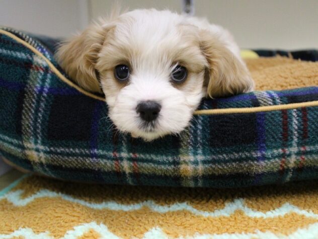 兵庫県のハーフ犬・ミックス犬 (ペット・プラザ アミーゴ神戸灘店/2025年10月5日生まれ/男の子/ブレンハイム)の子犬の3枚目の画像